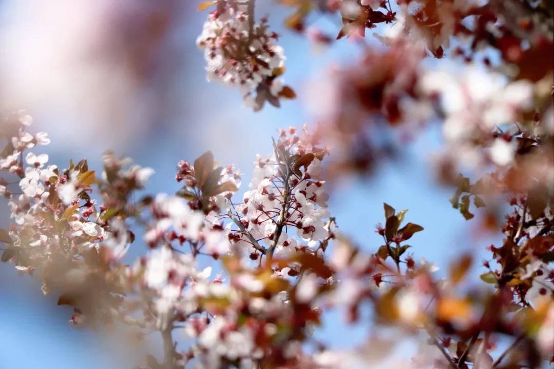 麗江的李子花開了，你聞！是春天的味道……