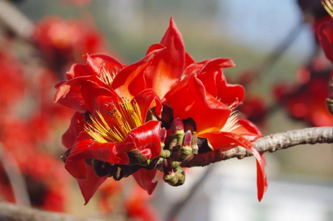 灼灼其華，麗江這些地方一到春天便徹底“火”了