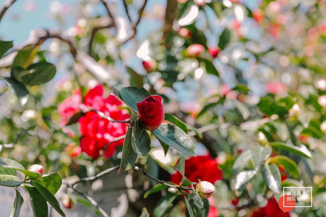 萬朵山茶次第開放，又是時(shí)候來麗江玉峰寺赴約了
