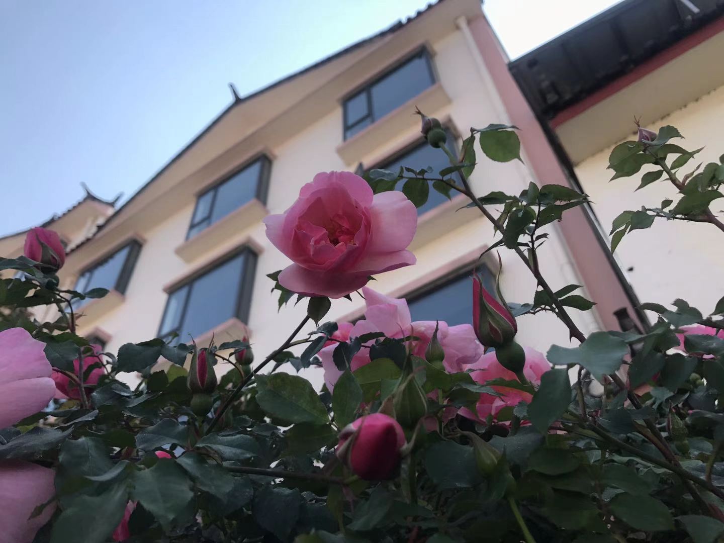 這些照片告訴你，麗江的春天有多美！