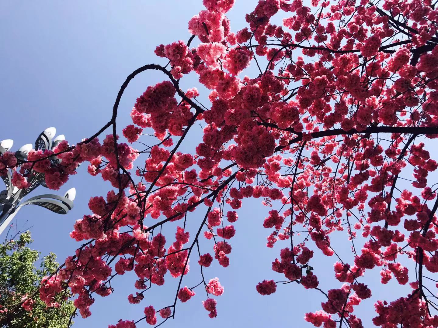 絕美！麗江最美櫻花大道迎春怒放，你再不來，她就謝了！