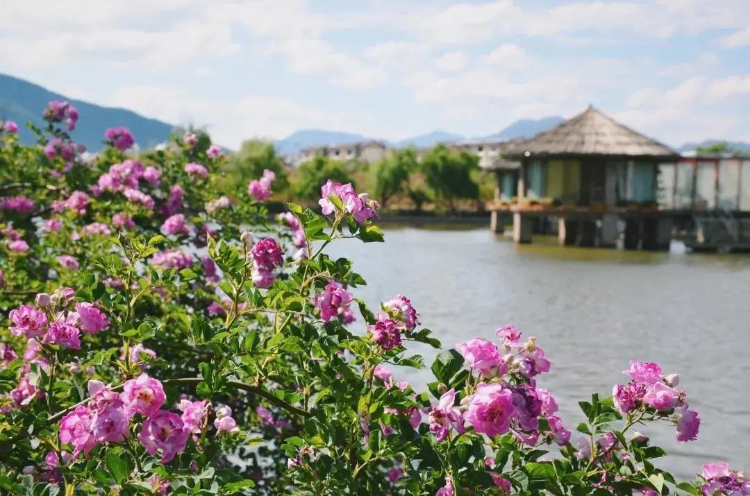 陽春三月，來這里偶遇花仙子、品花釀美酒，奔赴一場“花癡”盛宴