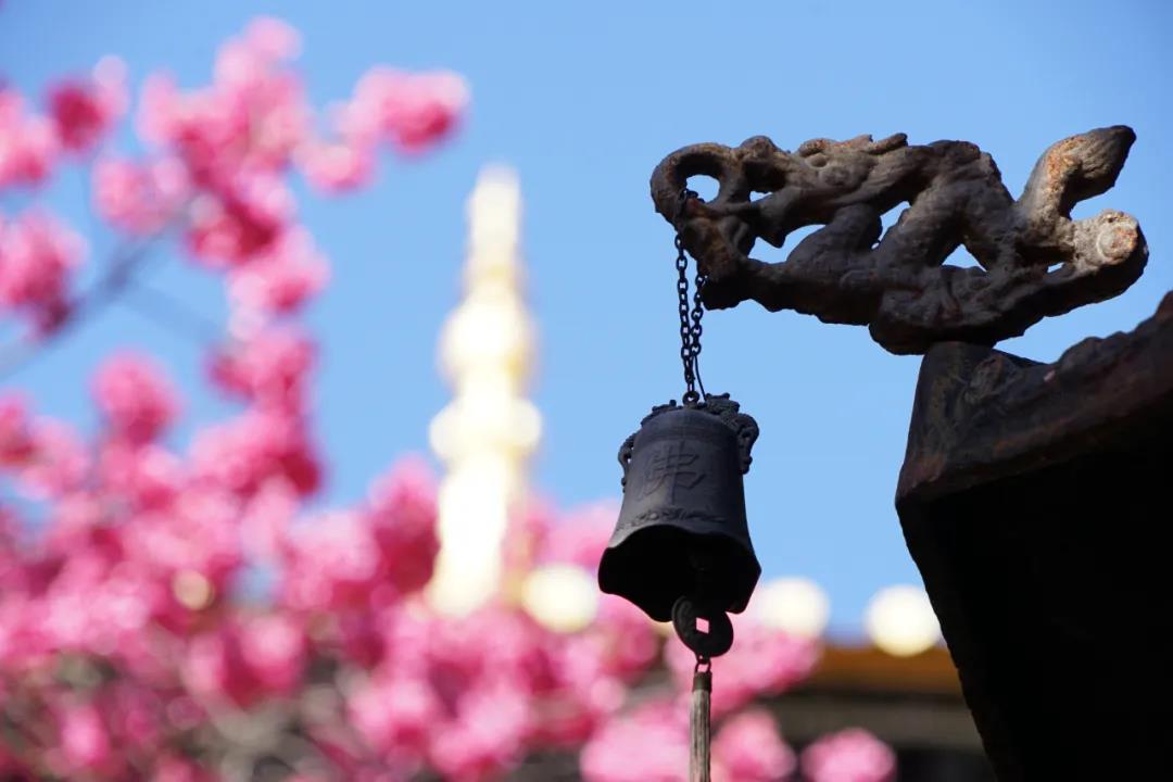 最美櫻花藏古寺，百年櫻花笑春風(fēng)，麗江普濟寺春色你還沒領(lǐng)略過？