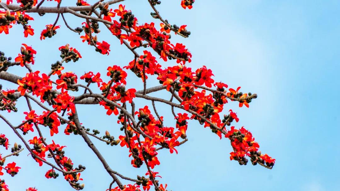 紅紅火火！麗江華坪攀枝花熱烈綻放，美不勝收
