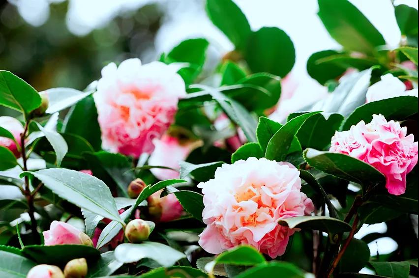 玉龍山下，悠悠古巷，花意正濃