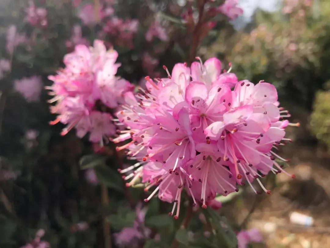 麗江這個地方的十萬多株馬纓杜鵑綻放，美得一塌糊涂！