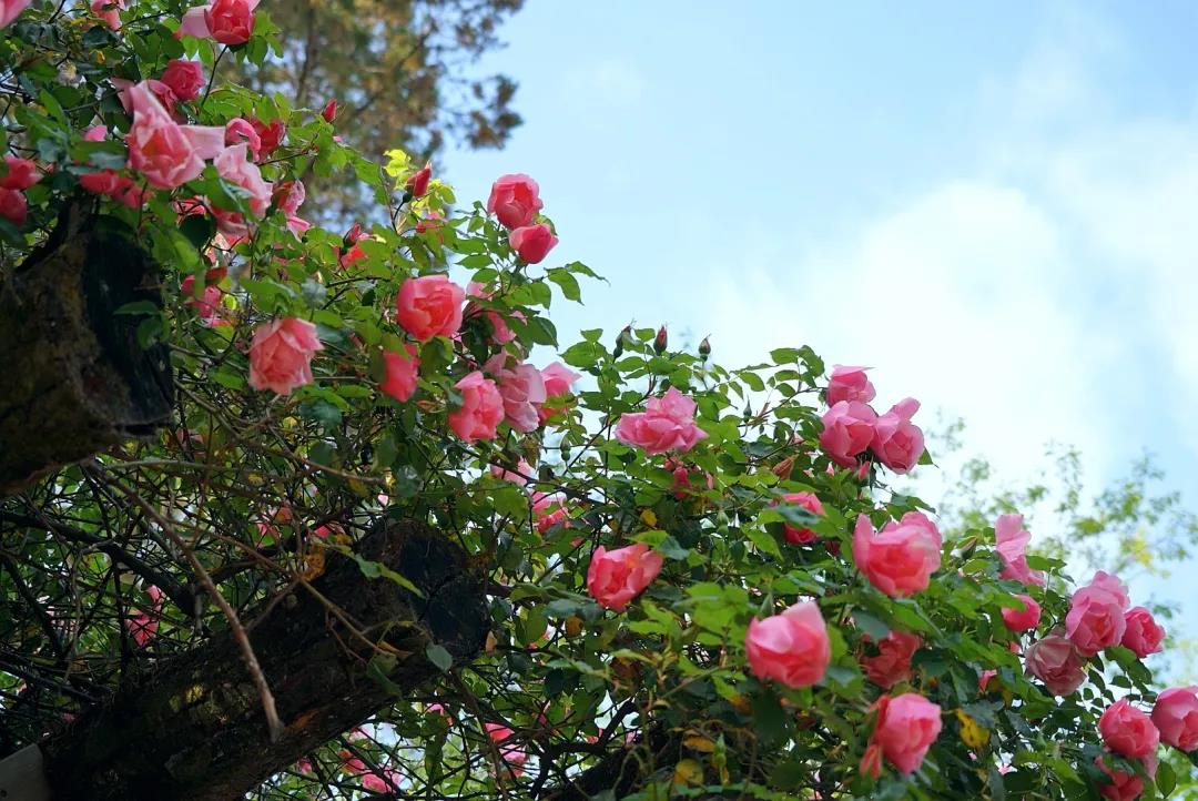 四月，義無反顧地趕赴一場轟轟烈烈的盛宴……