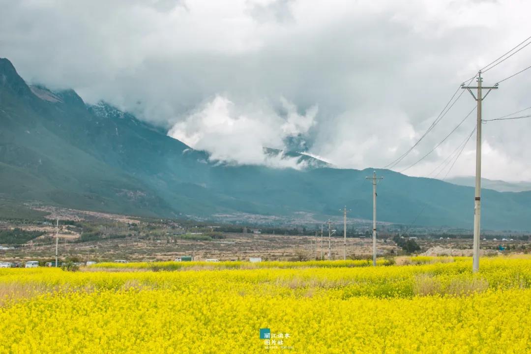 太美了！麗江這里有近三百畝油菜花盛開，周末就去打卡！