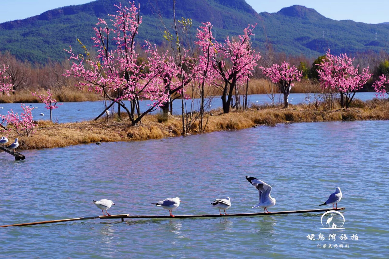 麗江拉市海候鳥(niǎo)灣戶(hù)外拓展基地