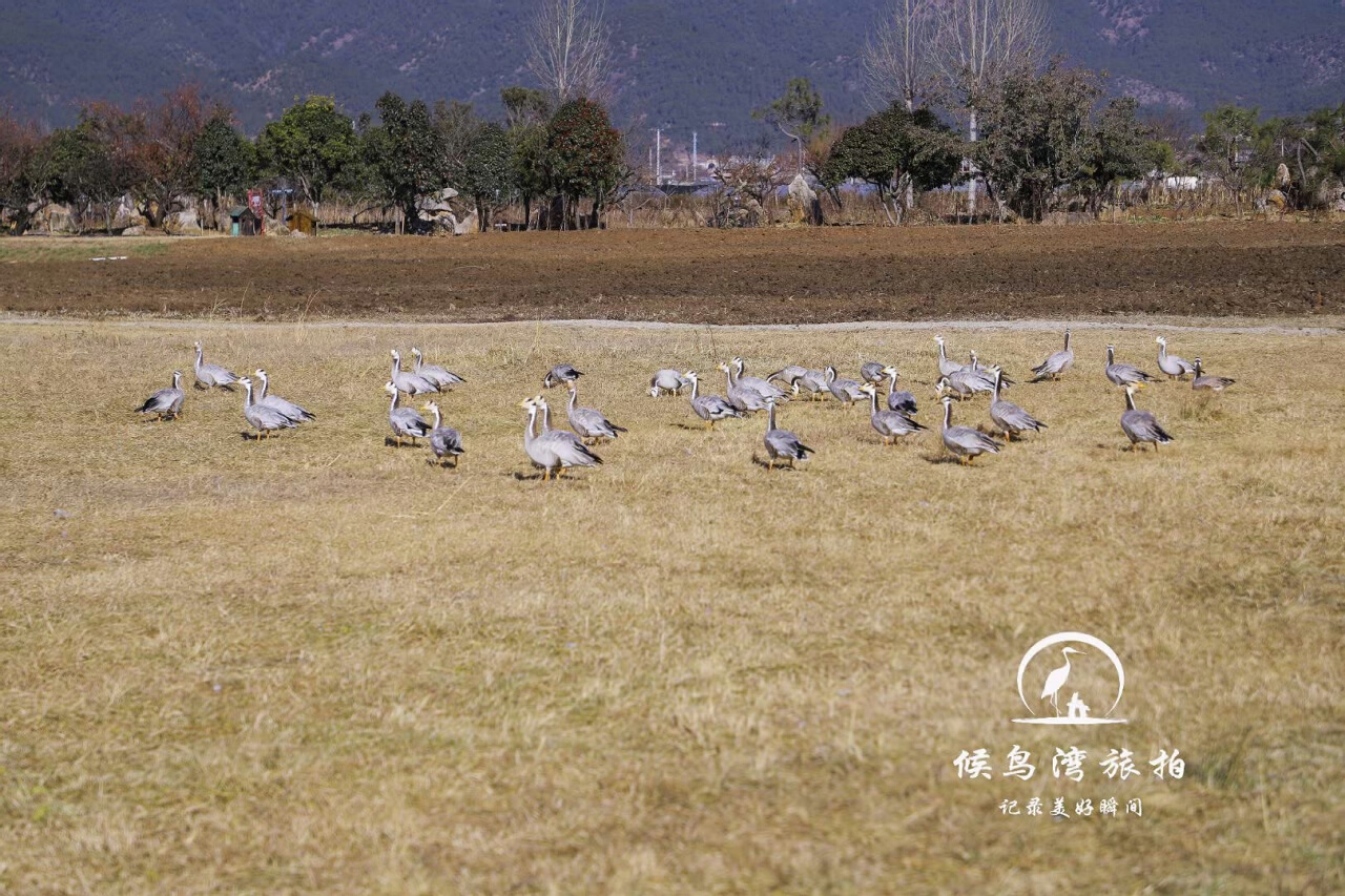 麗江拉市海候鳥(niǎo)灣戶(hù)外拓展基地