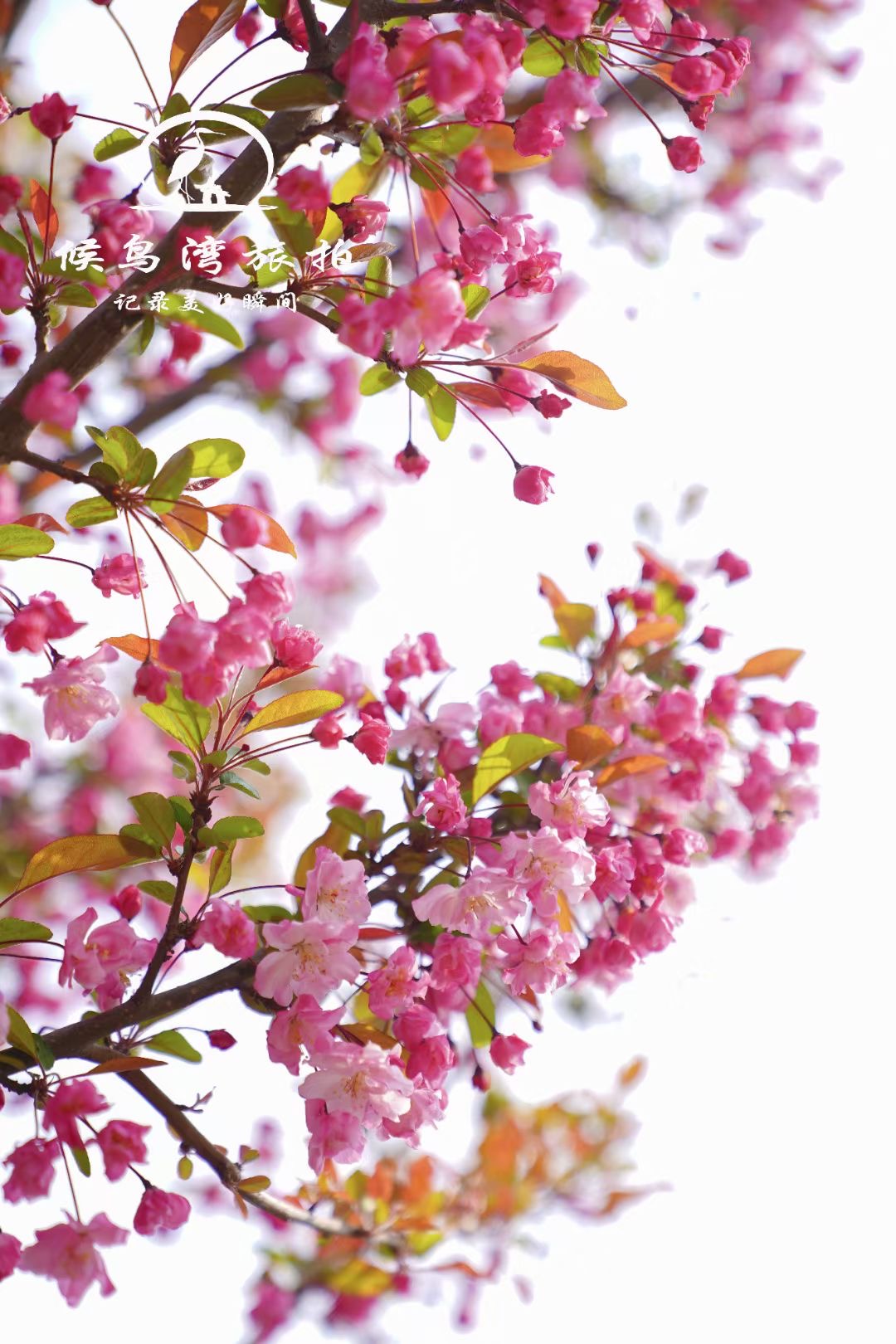 麗江拉市海候鳥(niǎo)灣戶(hù)外拓展基地