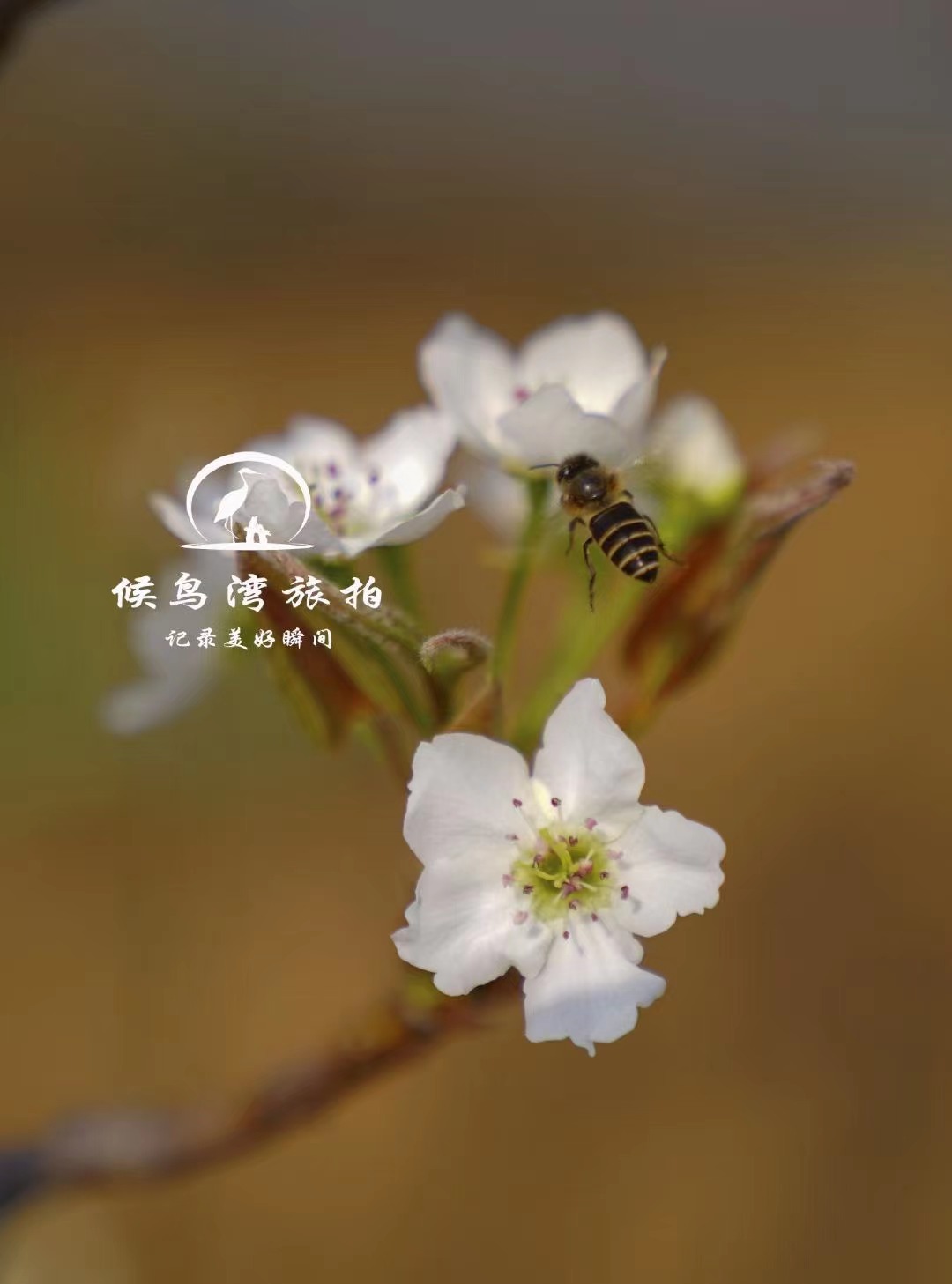 麗江拉市海候鳥(niǎo)灣戶(hù)外拓展基地