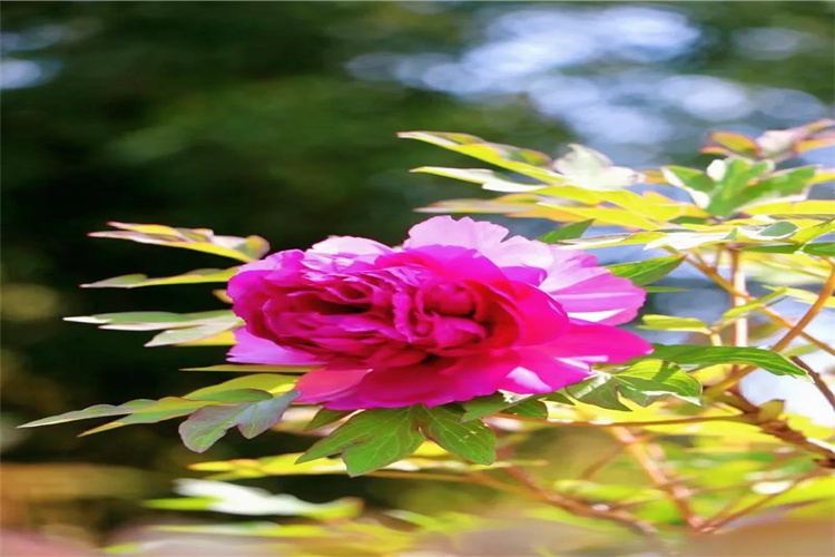 我勸你來麗江，過一次春天！