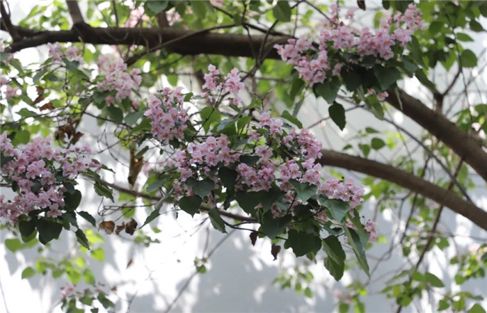 麗江楸木花開，整座城市更加精致！