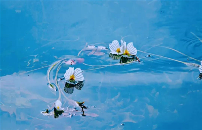 在麗江，留白一種生活