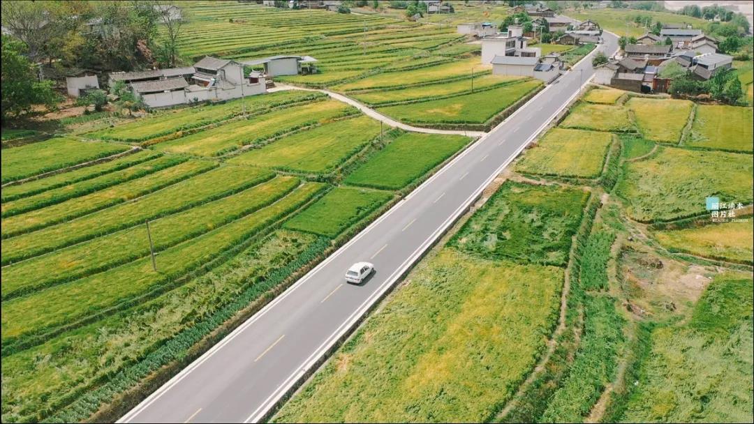 麗江江邊巨甸正是“風(fēng)吹麥浪”時，千畝青綠麥田，太美了！