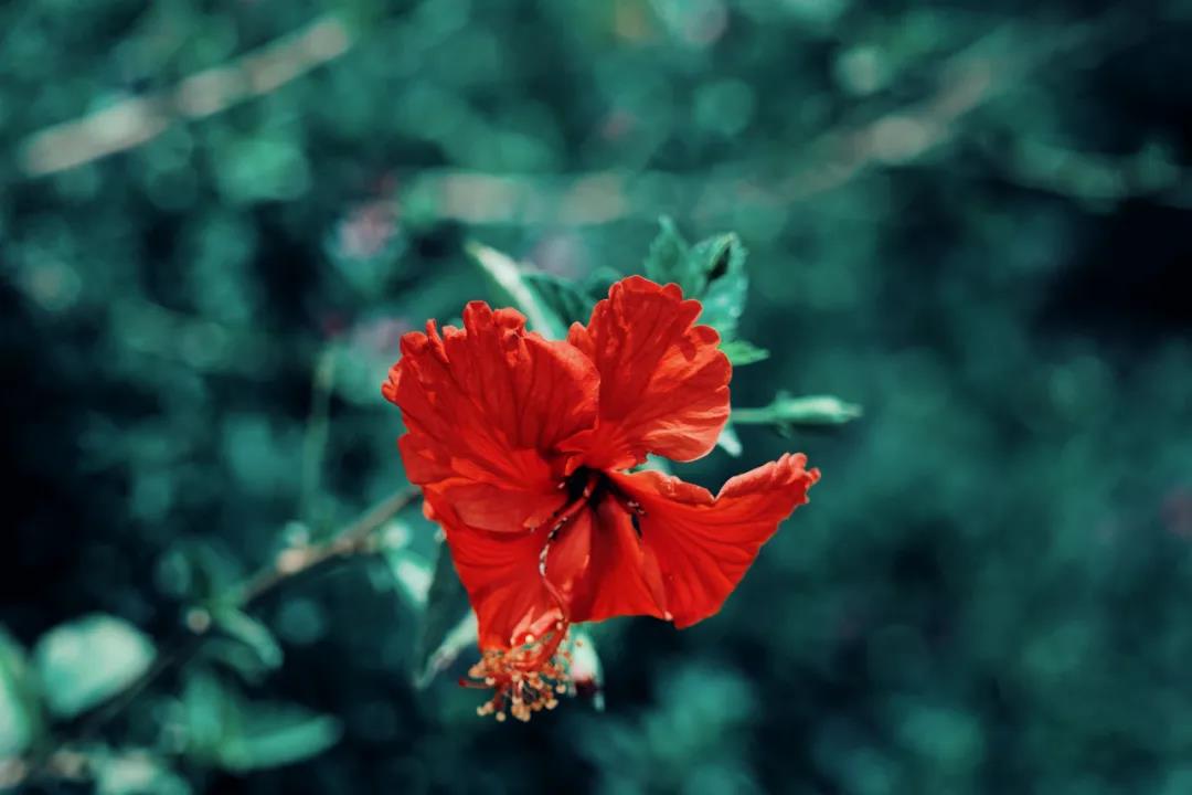 大美永勝！季節(jié)在這里，遺忘更替……
