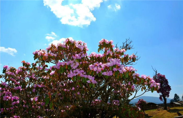 麗江旅游 “五一”探秘不一樣的麗江！林納閣漫山遍野的杜鵑花顏值爆表