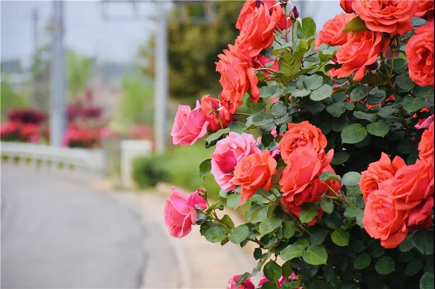 綿延12公里的月季大道、設(shè)計(jì)多樣的11個(gè)環(huán)島、96座花拱門…花園城市已初顯雛形！
