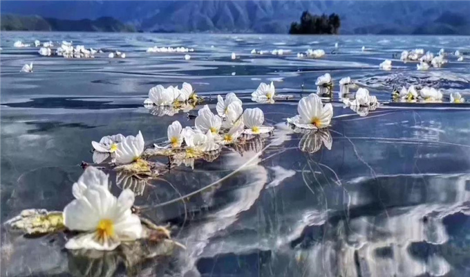 麗江旅游 戲水、弄花！瀘沽湖最美的季節(jié)到了！