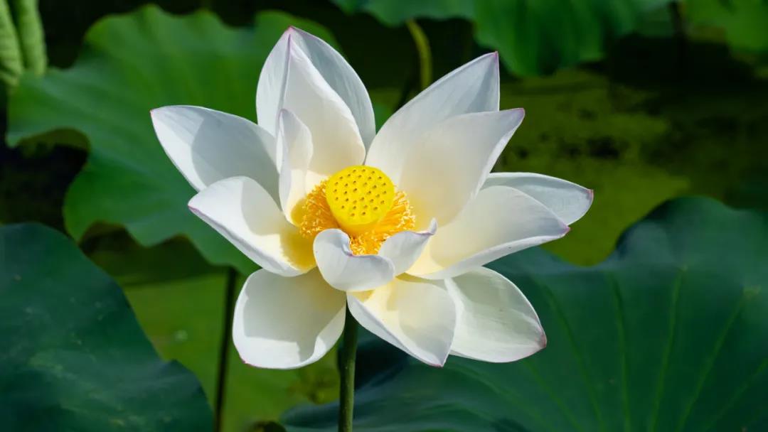 美了！三川荷花已悄然綻放，即將驚艷整個(gè)夏天！