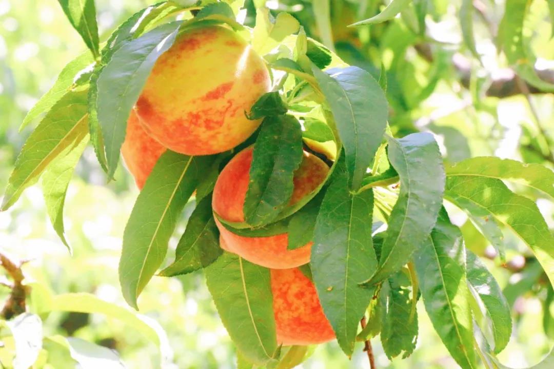 如果錯(cuò)過了摘櫻桃摘草莓的季節(jié)，麗江城郊金沙江邊，竟藏著一處采摘樂園