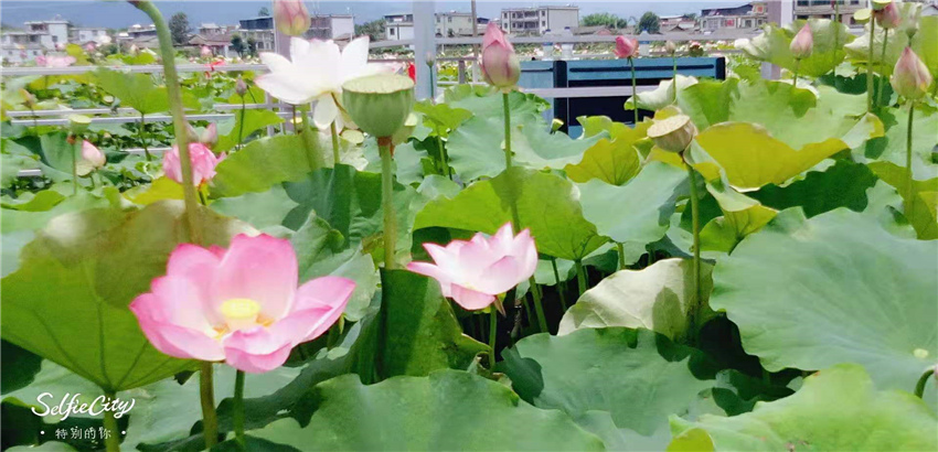 不到三川荷塘走一走，整個(gè)夏天就算白過啦！
