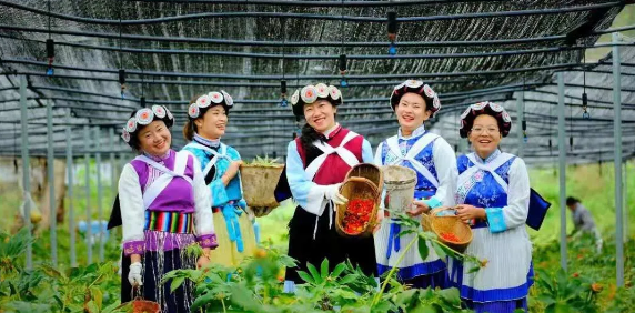 50000多畝洋芋花開！太安迎來一年中的最美季節(jié)~