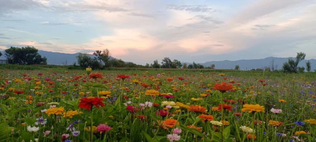 這片在麗江城邊開放的花海，終于被發(fā)現(xiàn)了！