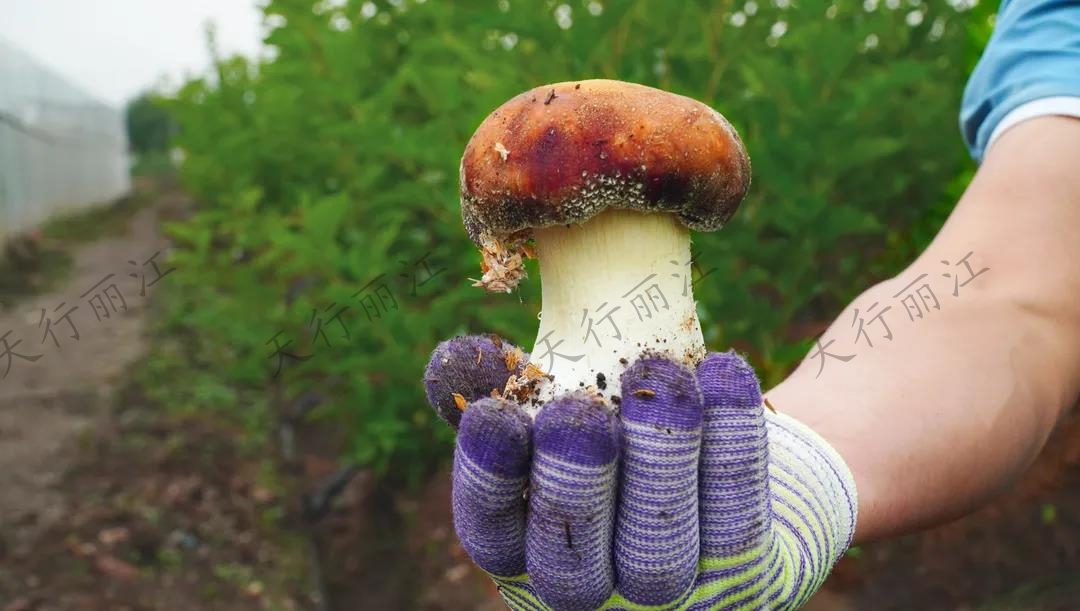 距離城區(qū)不到20分鐘！竟藏著一處可以采菌子的