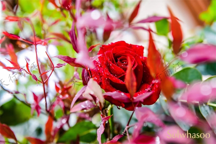 雪花秀“紀(jì)念十周年”柜長會議