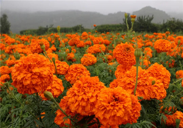 麗江多處萬(wàn)壽菊競(jìng)相綻放，上千畝花海，美爆了！