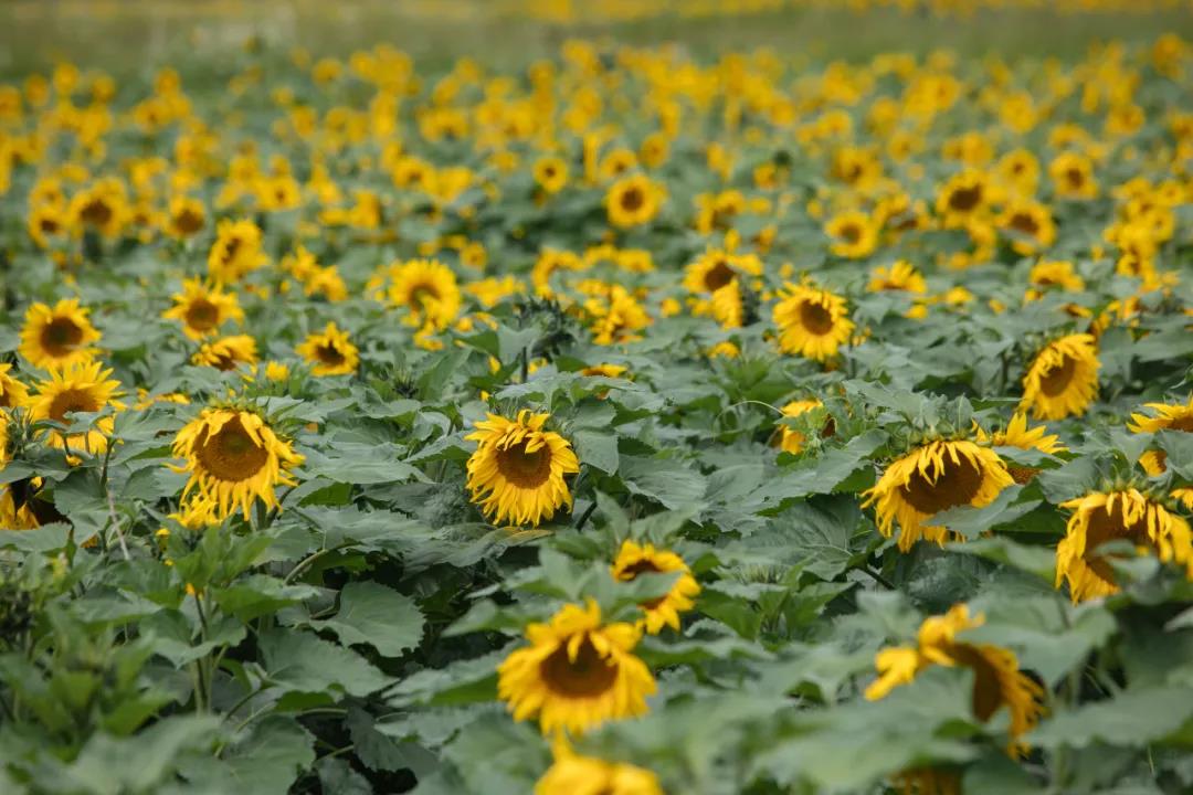 麗江傳媒公司：雪山腳下百畝向日葵盛開！一起去麗江小眾旅游景點打卡