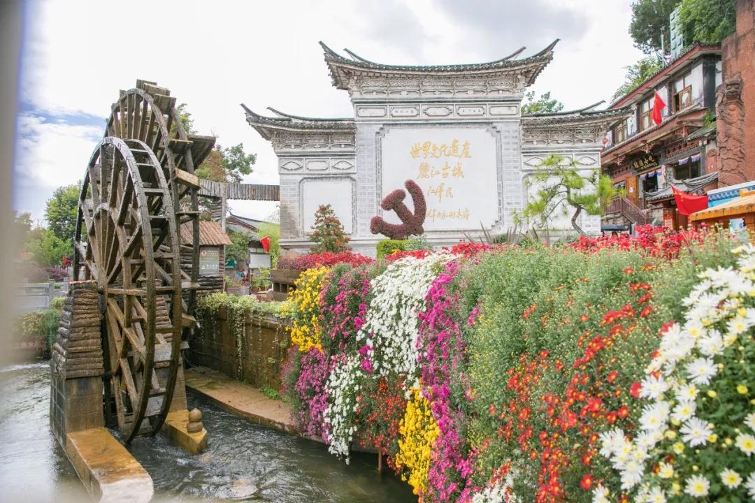 麗江傳媒，萬朵菊花簇?fù)睇惤懦?！中秋時節(jié)快來賞菊！