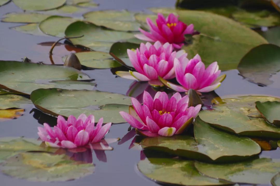美爆！麗江這里的睡蓮開(kāi)啦，隨手拍都是大片