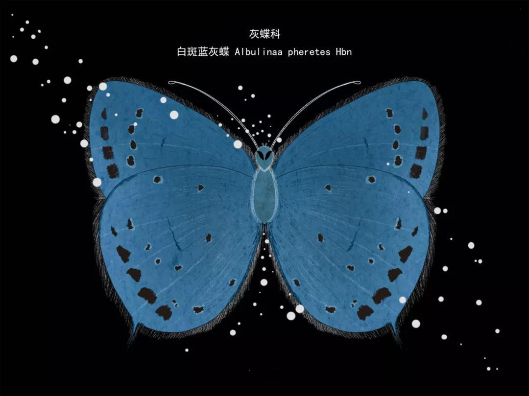 麗江傳媒公司：什么是玉龍雪山生物多樣性之美？且看這一只只“會(huì)飛的花朵”