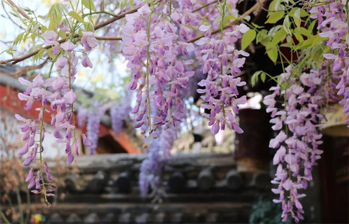 麗江旅游攻略：每個人的心里，都有一個麗江夢