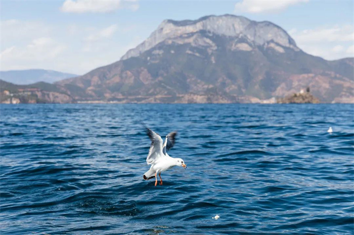 麗江旅游攻略：看！它們又來了