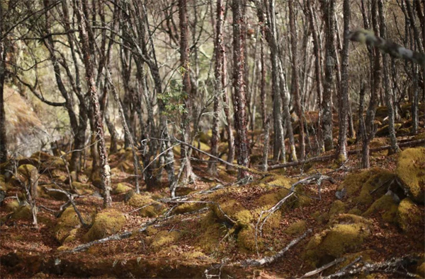 麗江傳媒公司：在冬日來(lái)臨前，徒步斑斕原始森林，探秘麗江最后的隱世凈土！