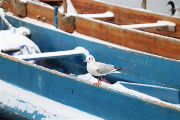 麗江團建好時節(jié)：瀘沽湖下雪啦！快帶上小伙伴一起來玩耍吧！