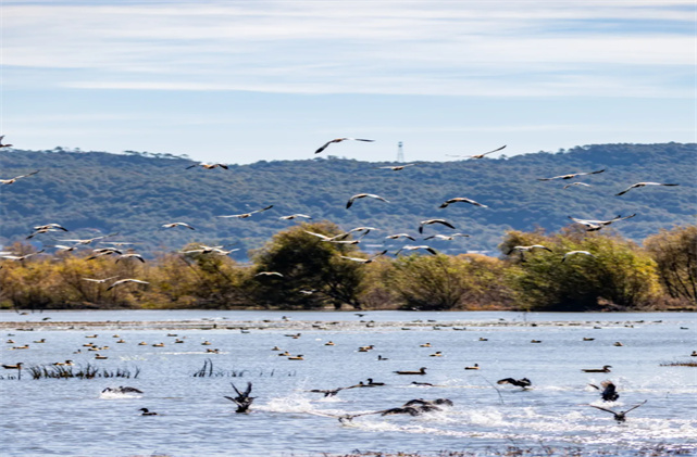 來(lái)麗江啦，77000+只候鳥(niǎo)！