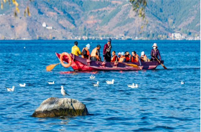 看！它們又來(lái)了