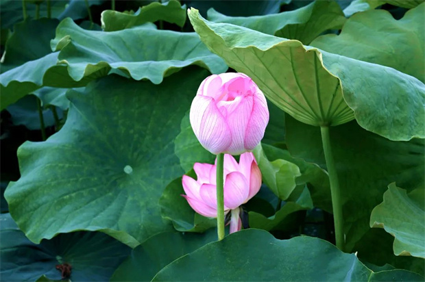 為什么一定要去麗江三川？