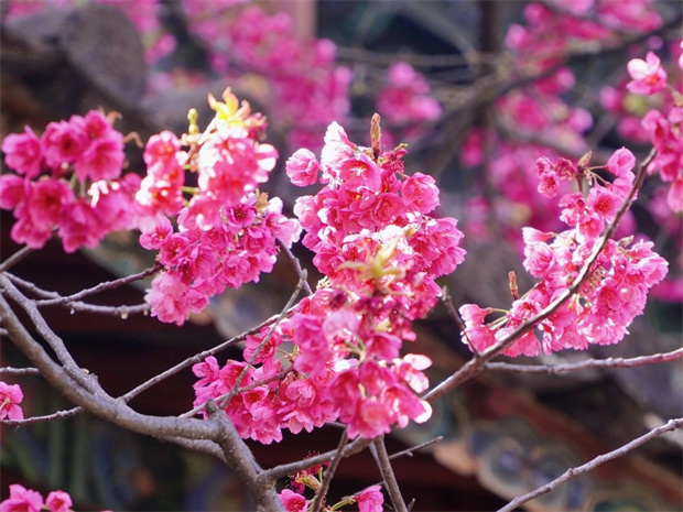 云南旅游,云南旅行社,云南團建公司,云南會議公司,云南策劃公司,麗江旅游,麗江旅行社,麗江團建公司:再不看就來不及了，普濟寺的櫻花又開了……