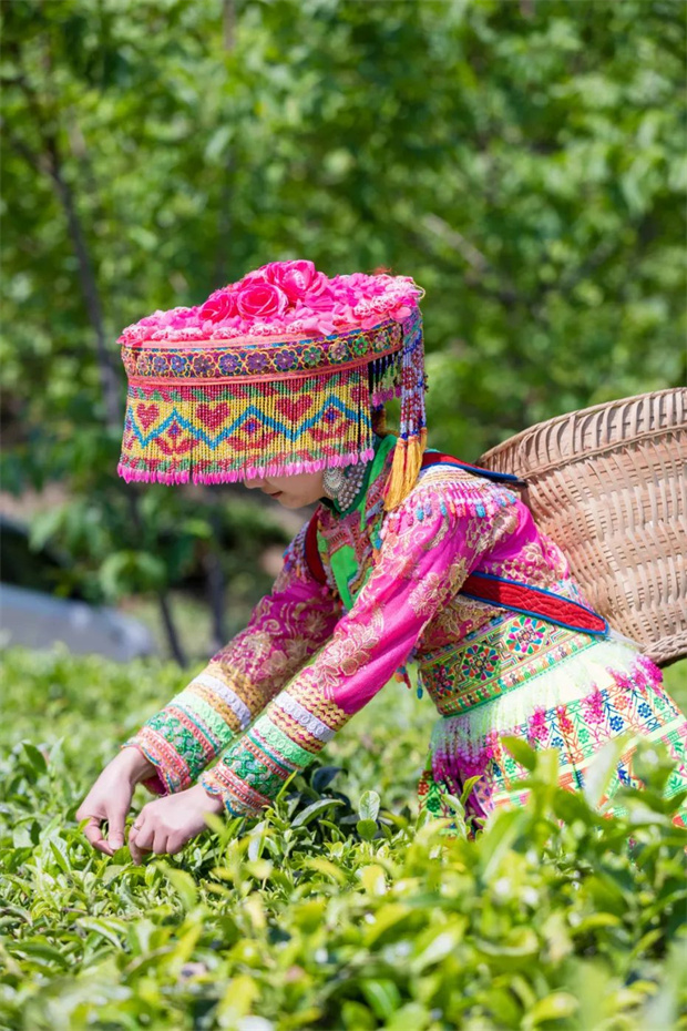 云南旅游,云南旅行社,云南團建公司,云南會議公司,云南策劃公司,麗江旅游,麗江旅行社,麗江團建公司,麗江策劃公司：采茶去！在麗江永興邂逅一袖春山香