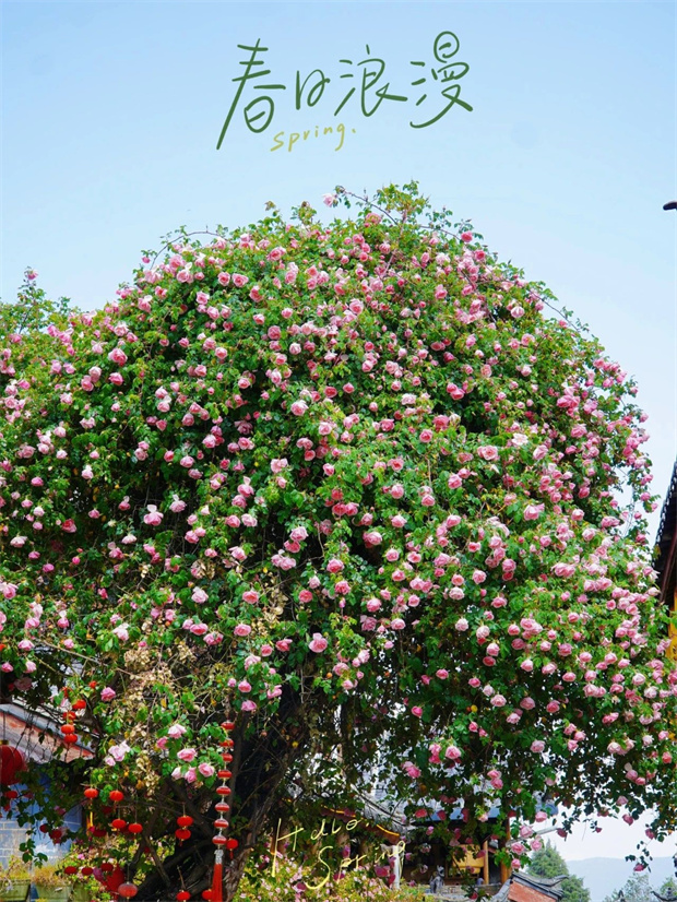 云南旅游,云南旅行社,云南團建公司,云南會議公司,云南策劃公司,麗江旅游,麗江旅行社,麗江團建公司,麗江策劃公司,麗江會議公司：一季芳華，半城詩畫，麗江古城的薔薇開了