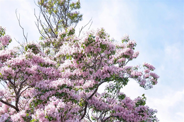 云南旅游,云南旅行社,云南團建公司,云南策劃公司,云南會議公司,麗江旅游,麗江旅行社,麗江團建公司,麗江策劃公司：楸木花開，該去束河古鎮(zhèn)一趟了