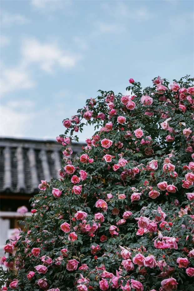 云南旅游,云南旅行社,云南團建公司,云南策劃公司,云南會議公司,麗江旅游,麗江旅行社,麗江團建公司,麗江策劃公司,麗江會議公司：一藤成景、孤株成林，有種幾乎接近于完美的花叫“麗江之路”